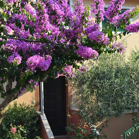 Appartement Despalatovic *